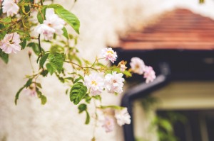 flowers1